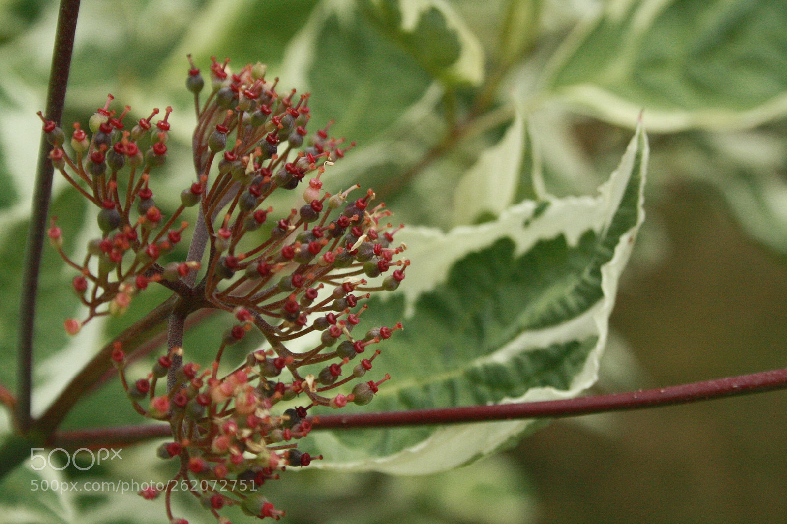 Canon EF-S 18-55mm F3.5-5.6 II sample photo. Hvid kornel photography