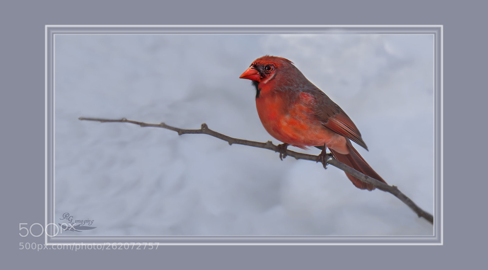 Panasonic Lumix DC-G9 sample photo. Male cardinal in winter photography