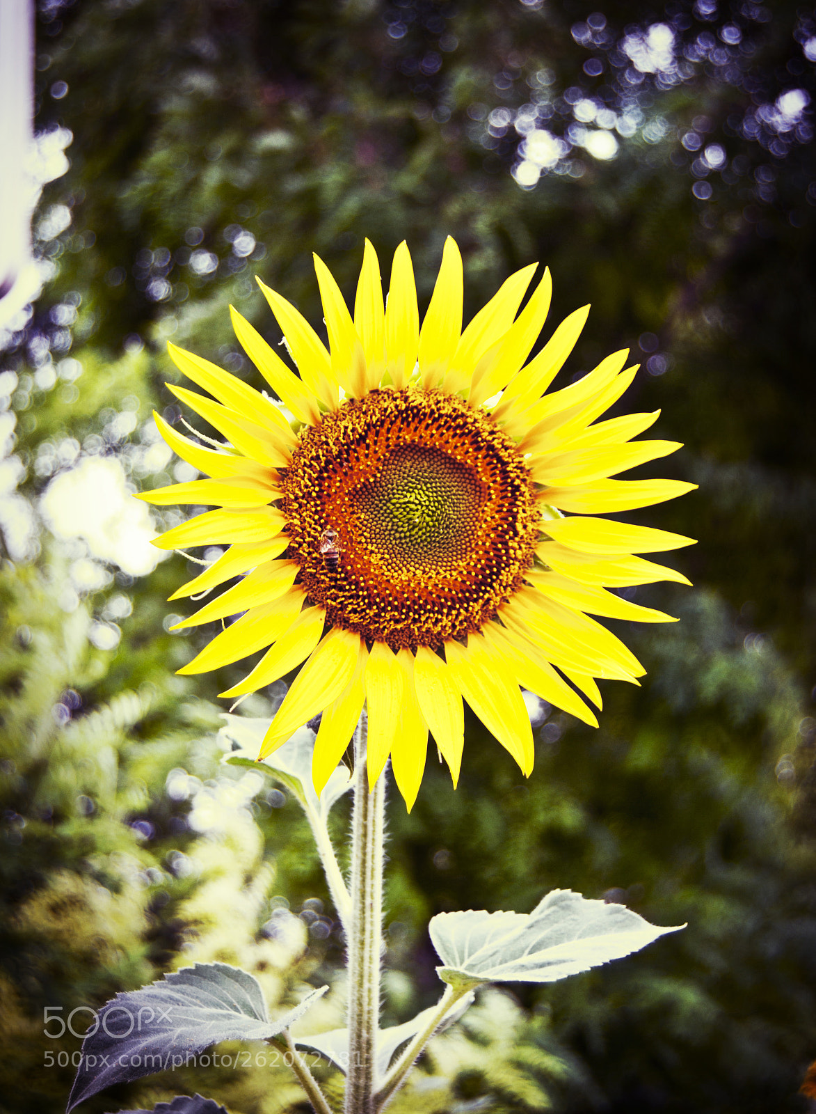 Nikon D60 sample photo. Sunflower photography