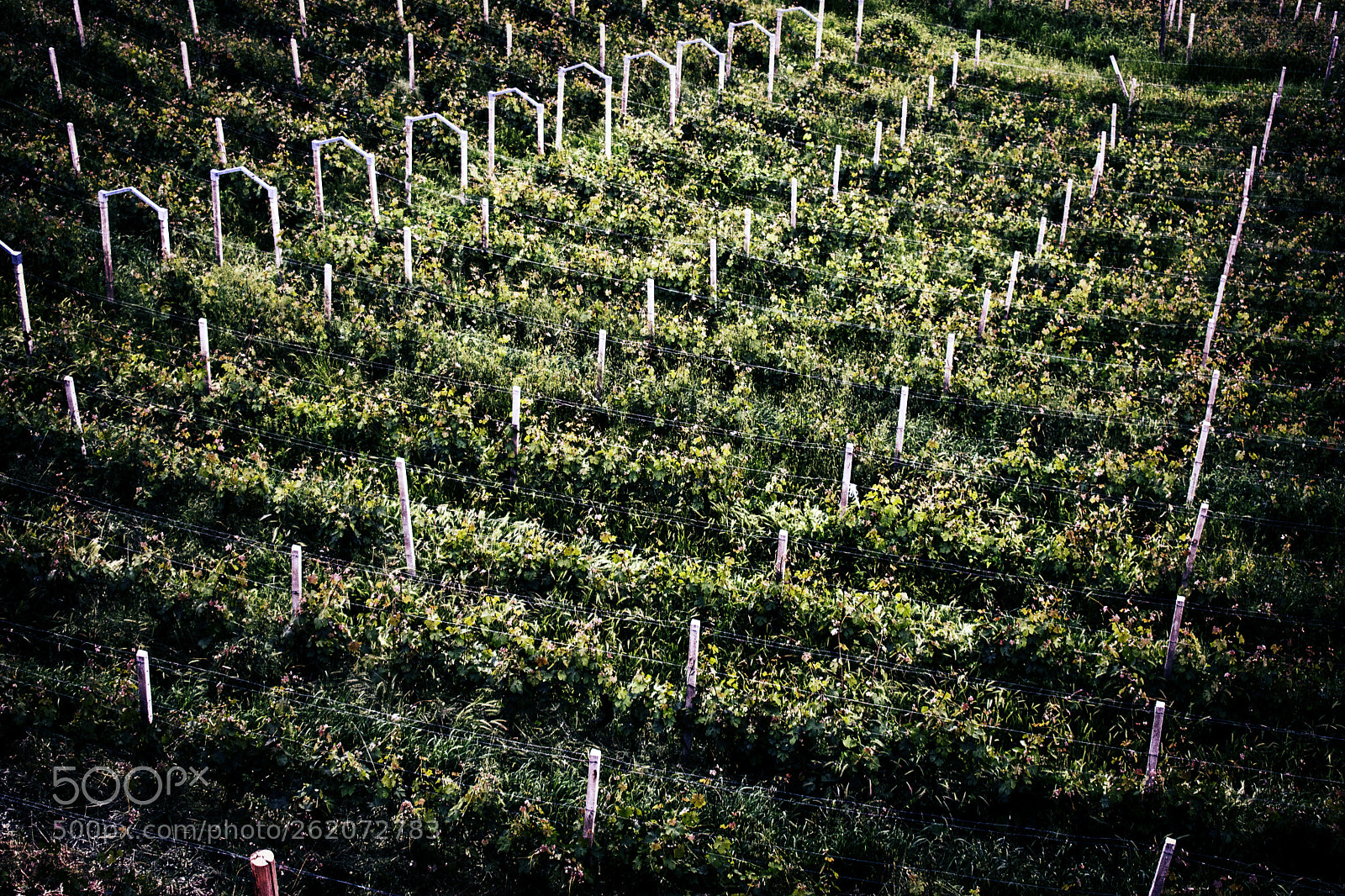 Nikon D5300 sample photo. Vineyards photography