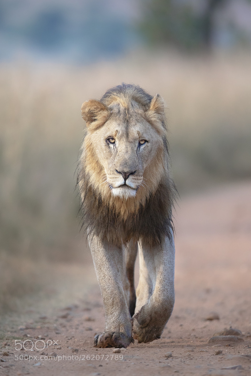 Canon EOS 5D Mark IV sample photo. Male lion on patrol photography