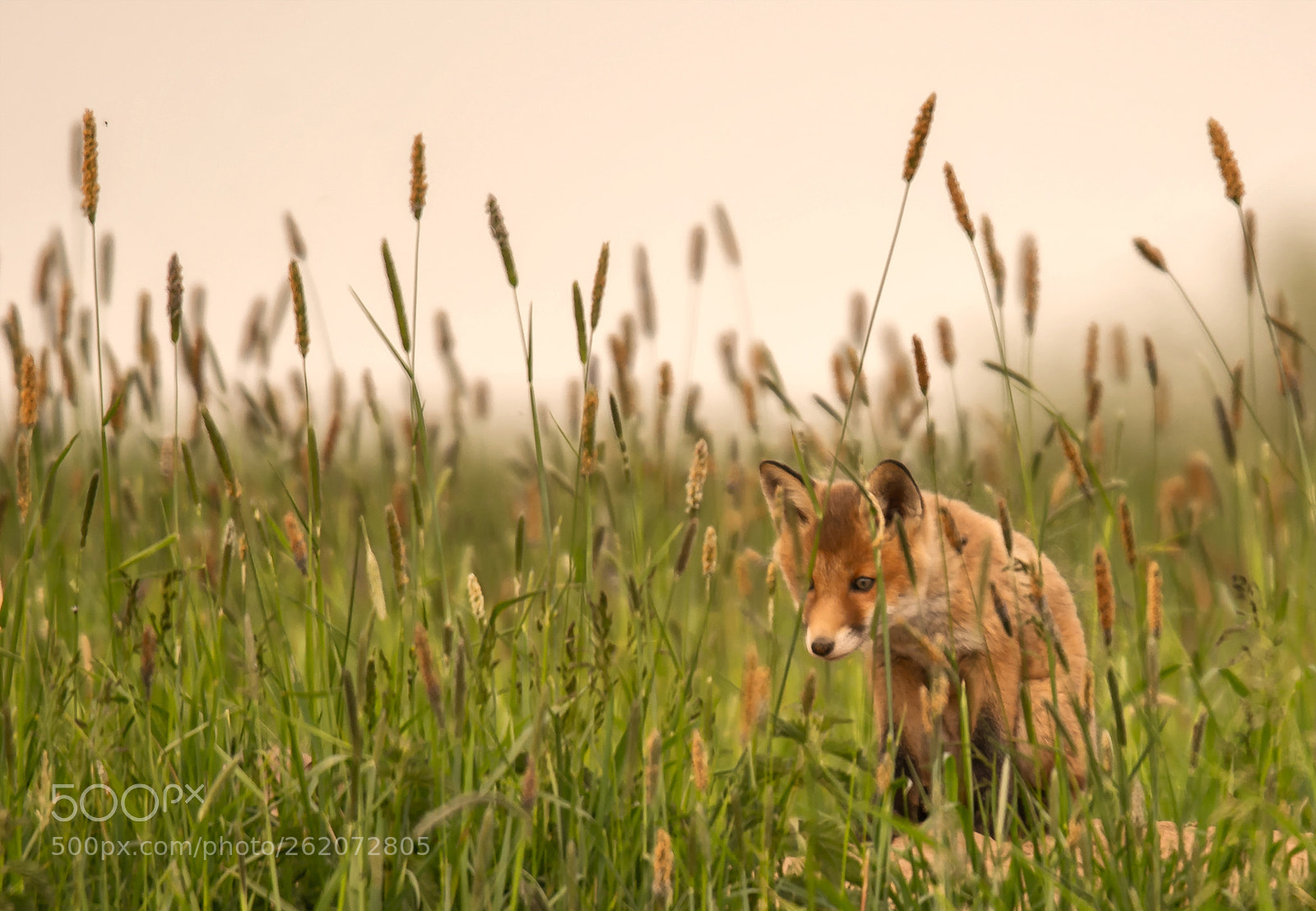 Nikon D7100 sample photo. Curious fox pup photography
