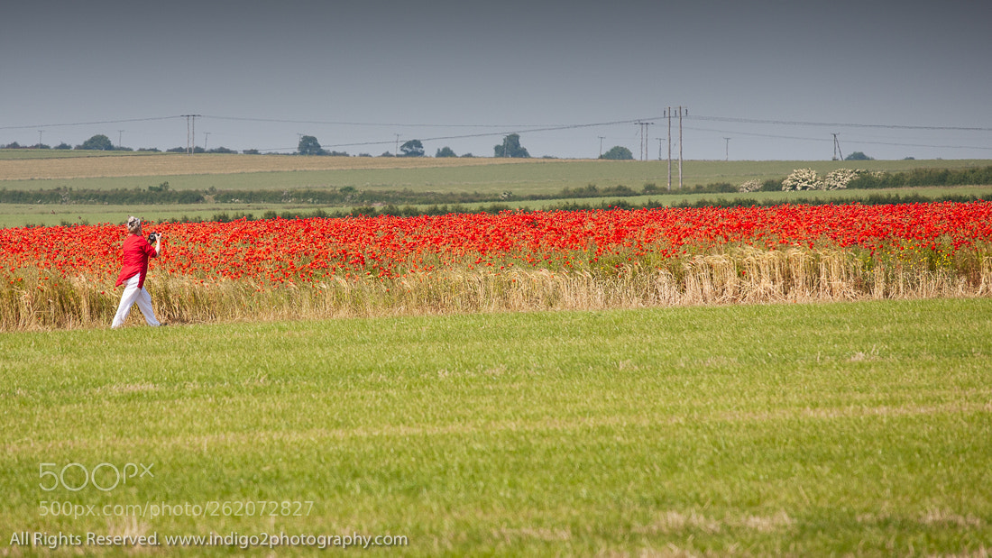 Canon EOS 5D sample photo. Shooting poppies photography