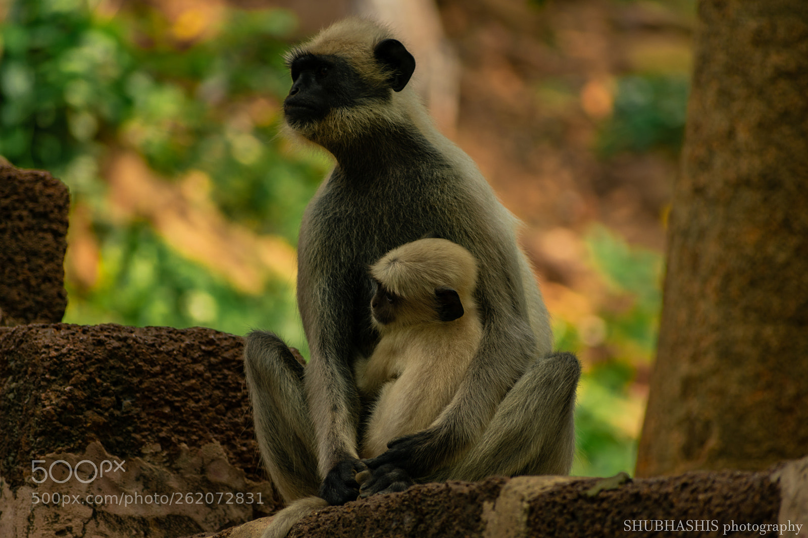 Nikon D3400 sample photo. The maternal love photography