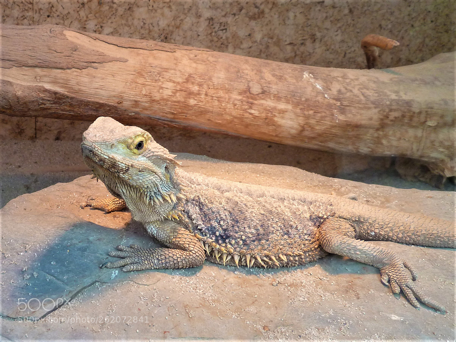 Panasonic Lumix DMC-ZS5 (Lumix DMC-TZ8) sample photo. Bartagame photography
