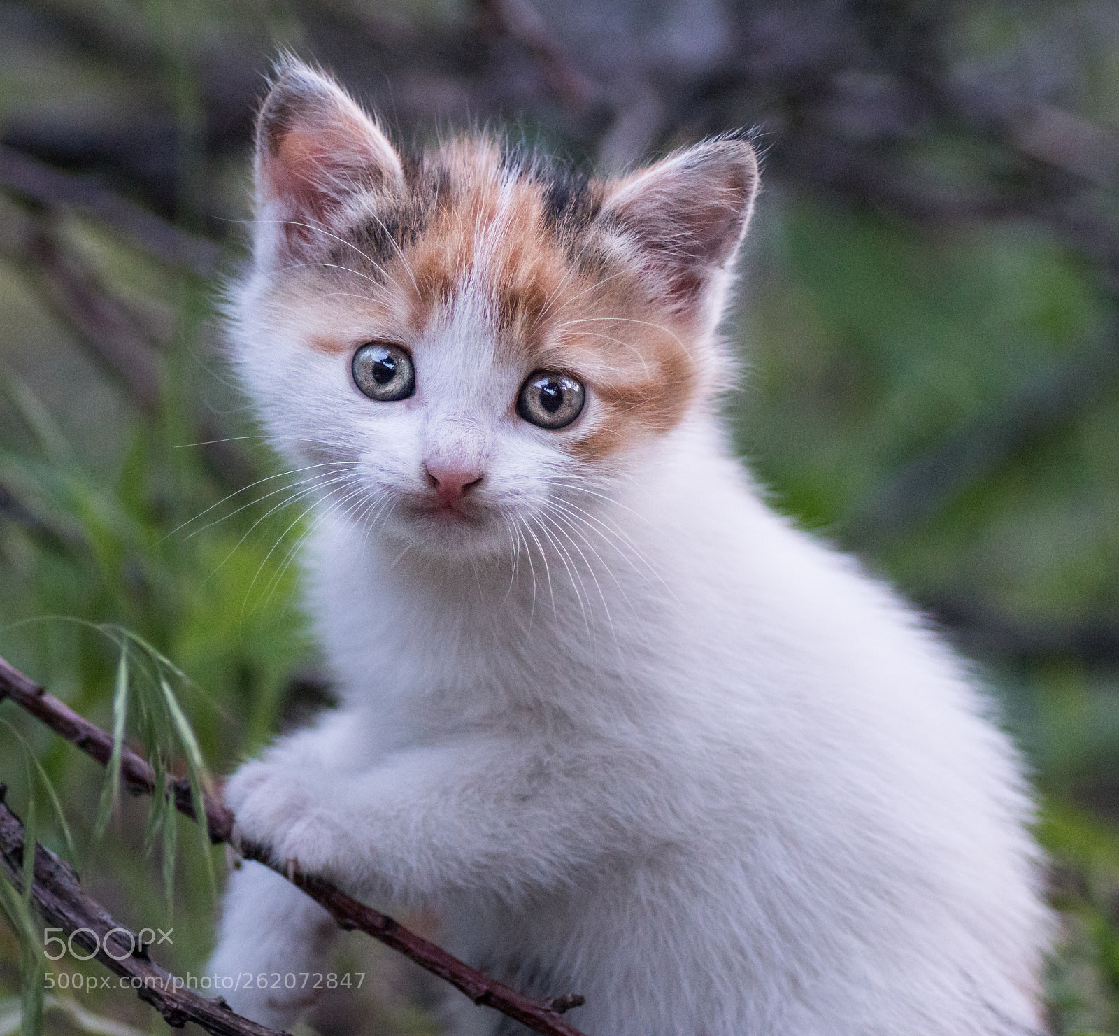 Sony ILCA-77M2 sample photo. Nature, summer. little white photography