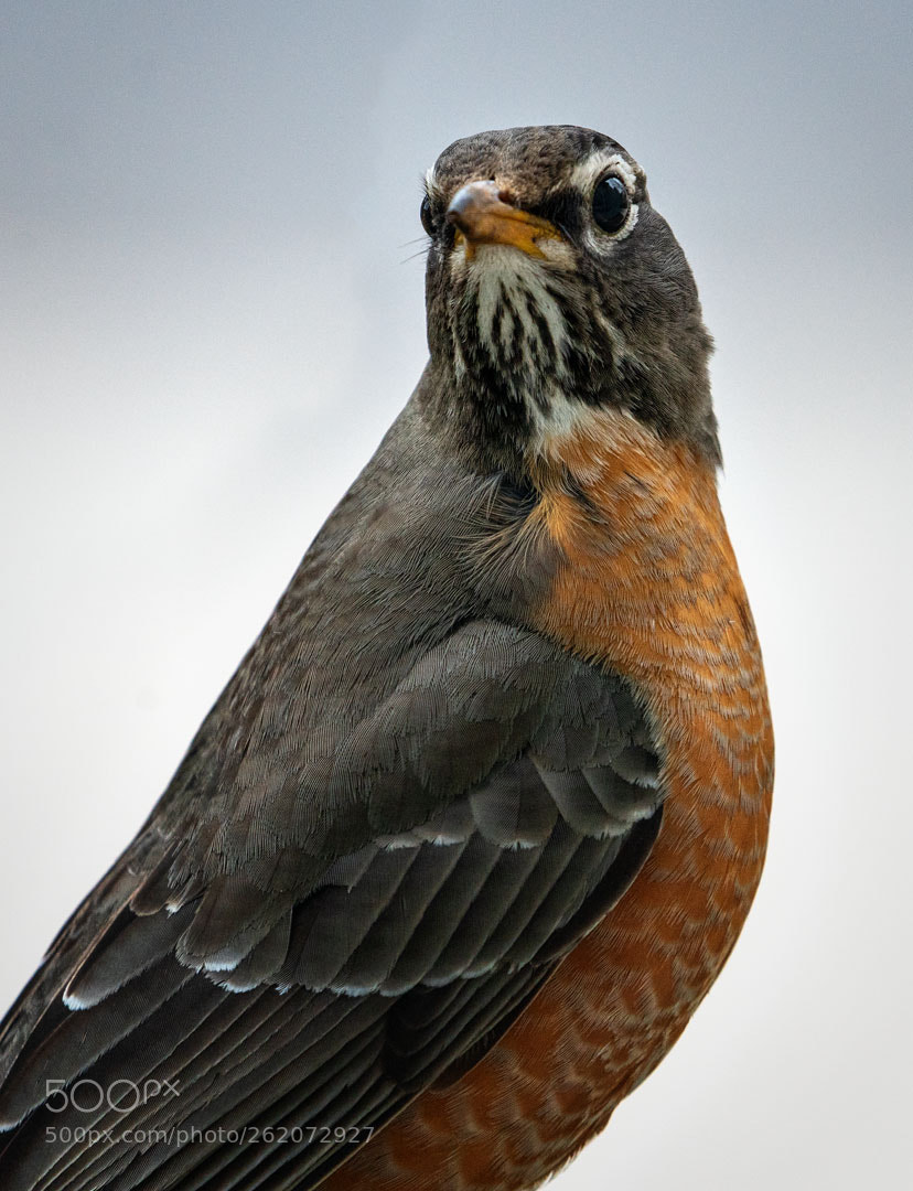 Sony a7R III sample photo. Confused robin photography