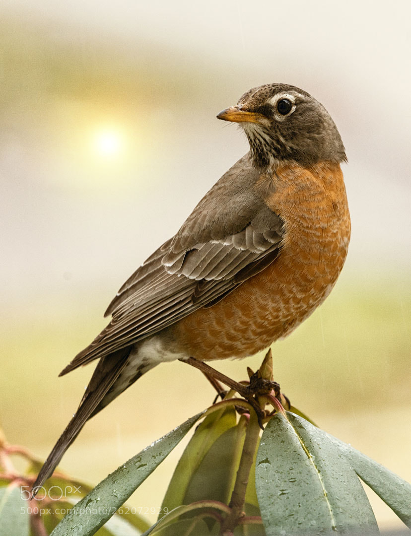 Sony a7R III sample photo. Juvenile robin photography