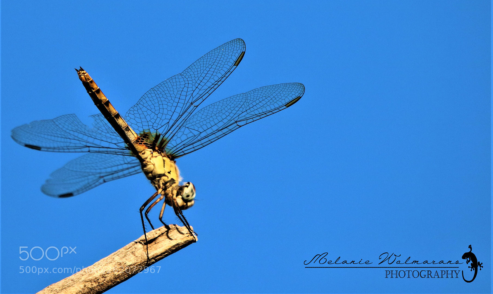 Canon EOS 760D (EOS Rebel T6s / EOS 8000D) sample photo. Dragonfly  photography