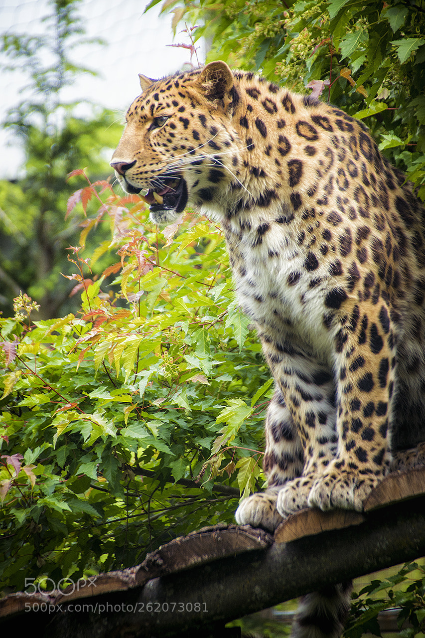 Sony ILCA-77M2 sample photo. Master of his domain photography