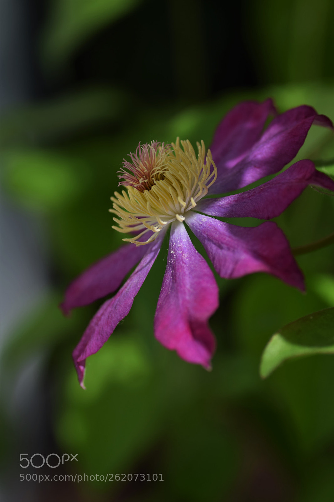 Nikon D3300 sample photo. Clématite 2 photography