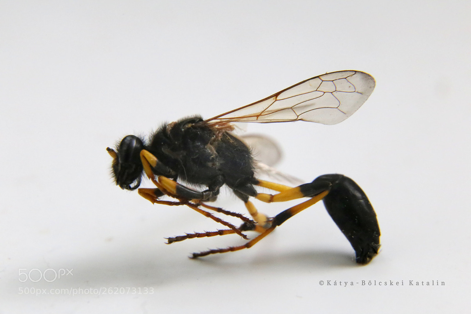 Canon EF 24-105mm F3.5-5.6 IS STM sample photo. Mud dauber wasp photography