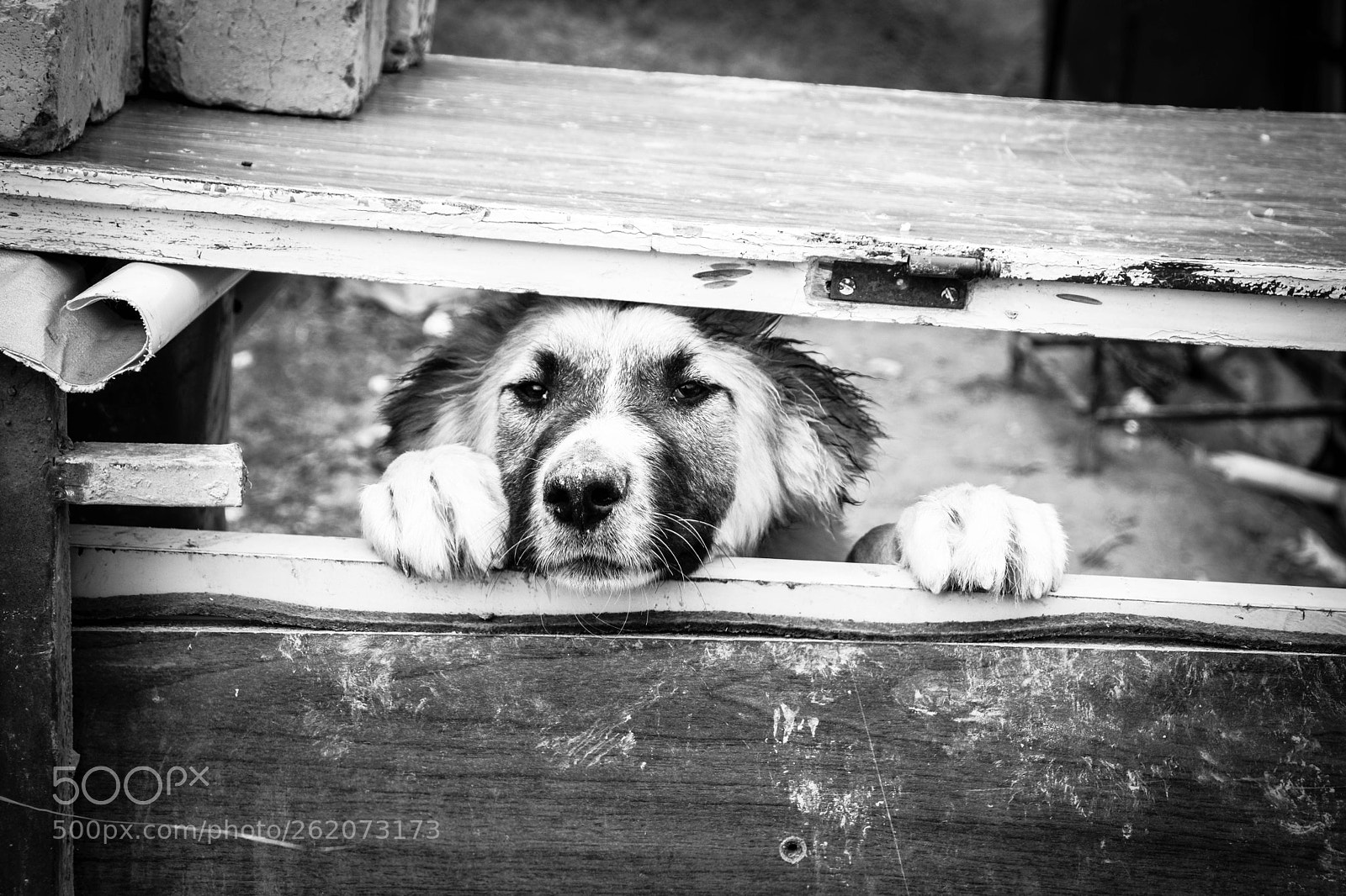 Nikon D5300 sample photo. Dogy photography