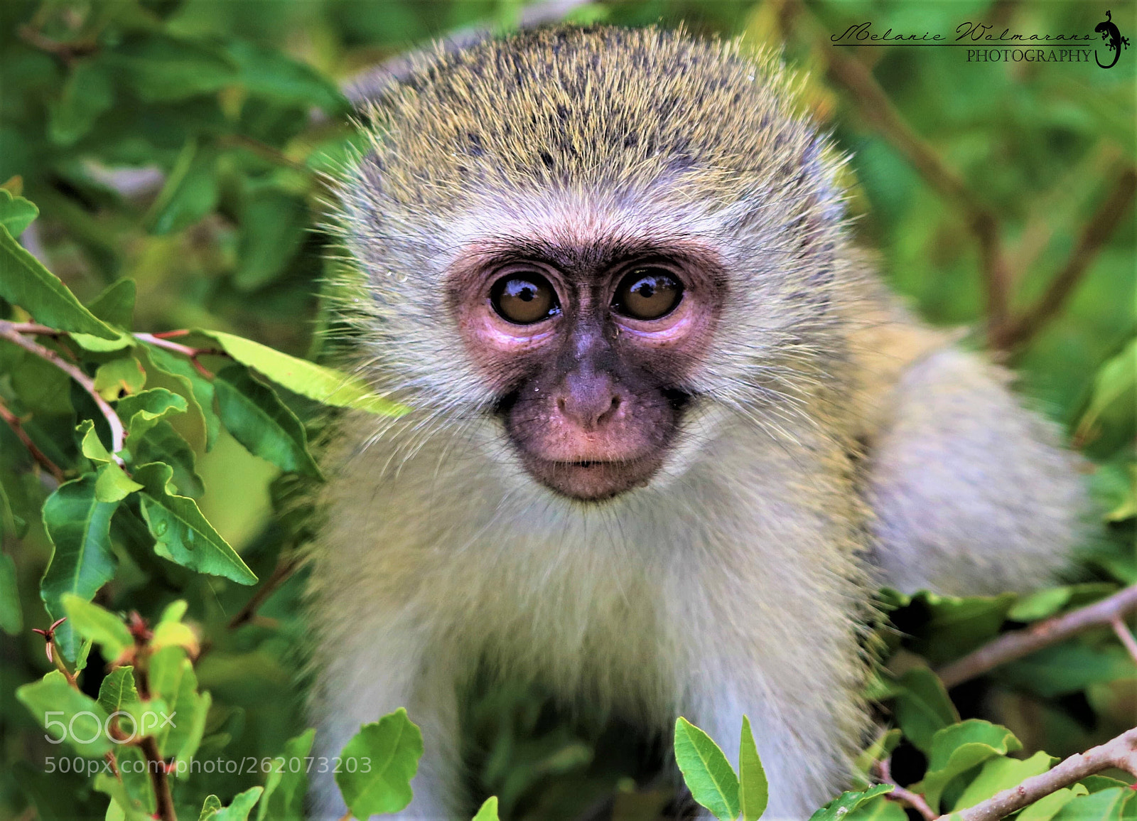 Canon EOS 760D (EOS Rebel T6s / EOS 8000D) sample photo. Vervet monkey photography