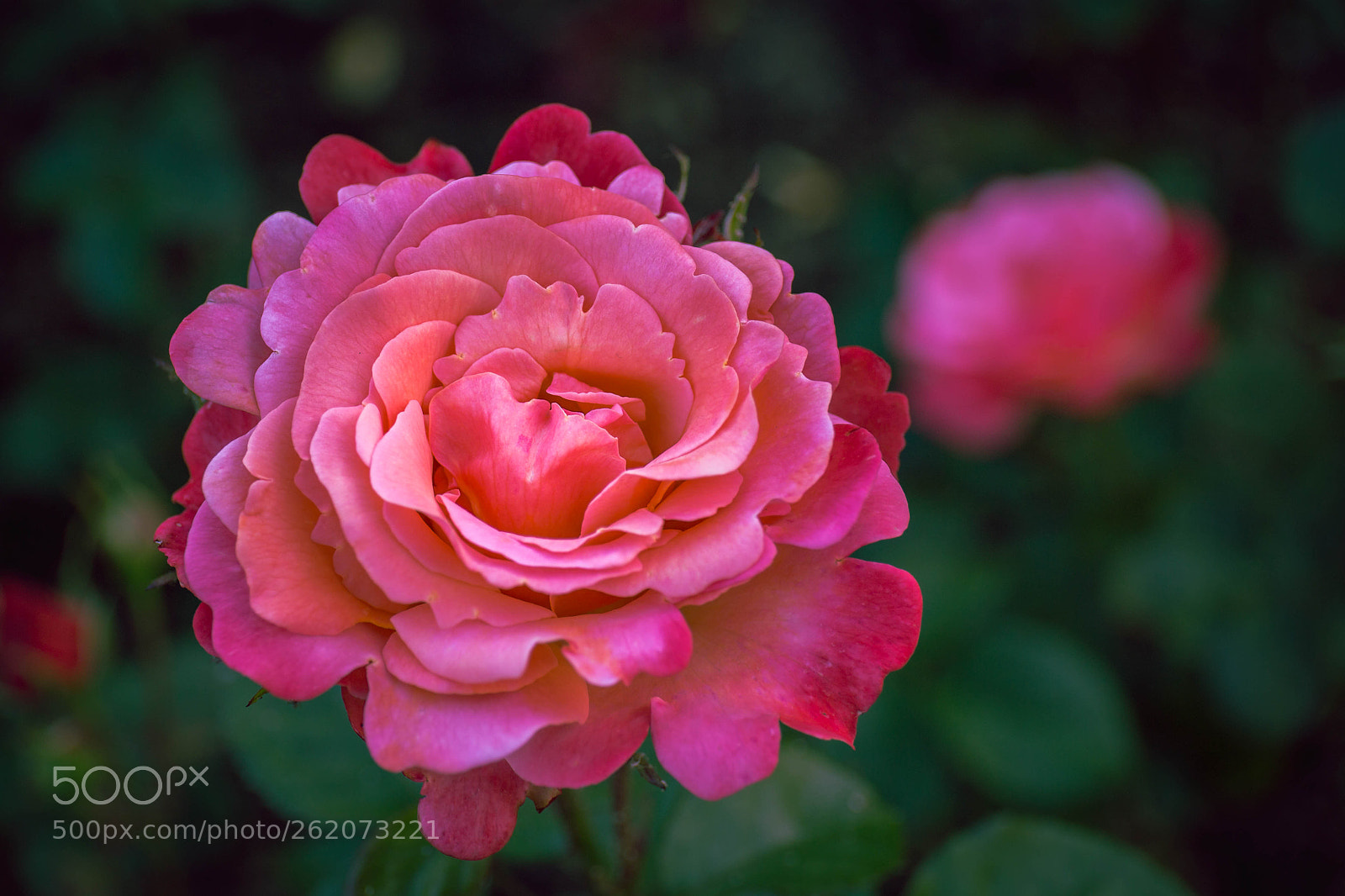 Canon EOS 6D sample photo. Shades of red photography