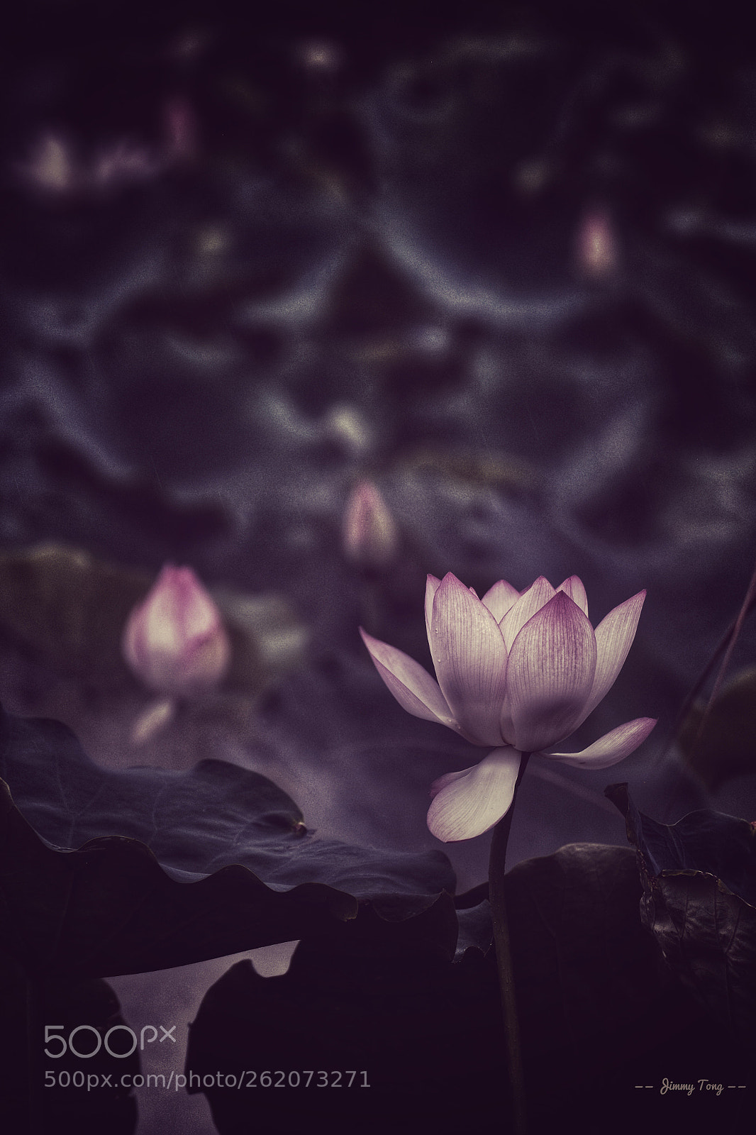 Fujifilm X-T1 sample photo. Lotus in the sunset photography
