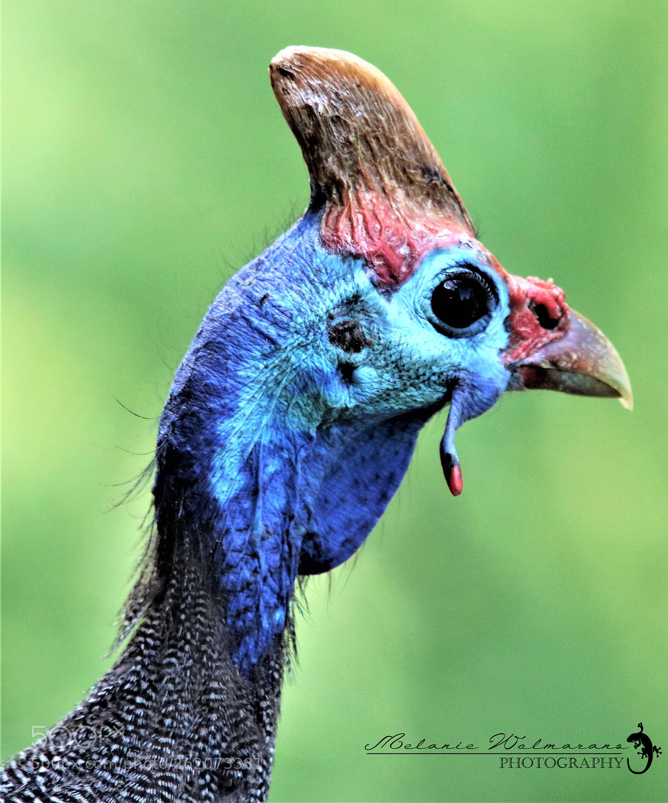 Canon EOS 760D (EOS Rebel T6s / EOS 8000D) sample photo. Guinea fowl photography