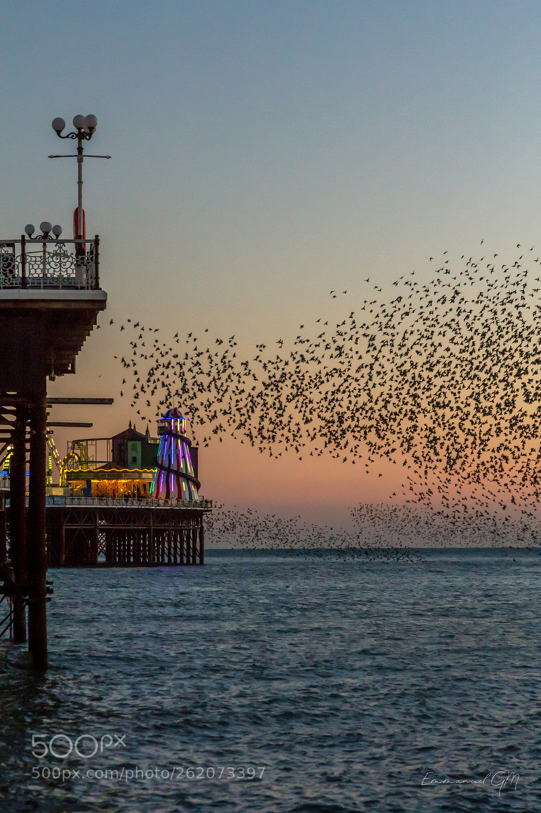 Canon EOS 60D sample photo. Starlings invasion photography