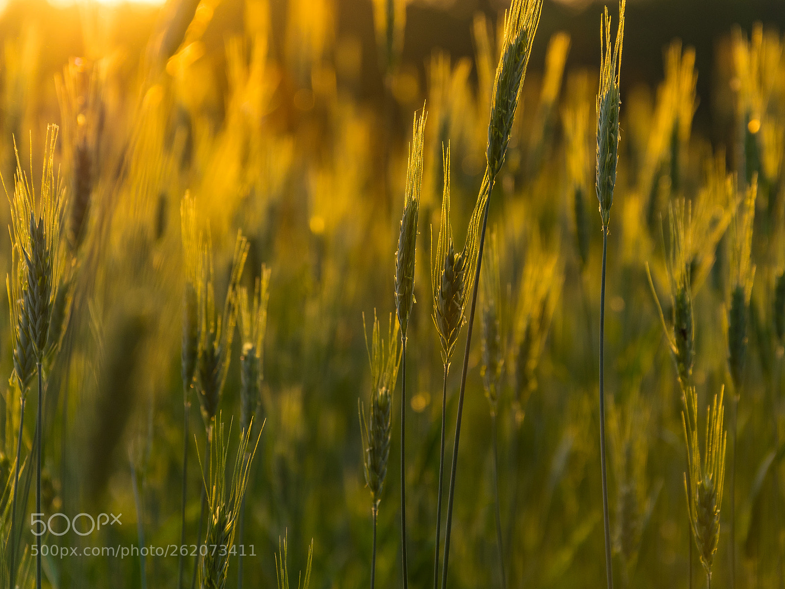 Nikon D3300 sample photo. Wheat photography