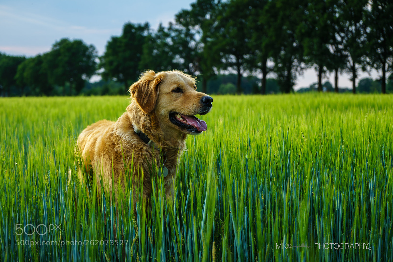 Sony a7 sample photo. Dsc photography