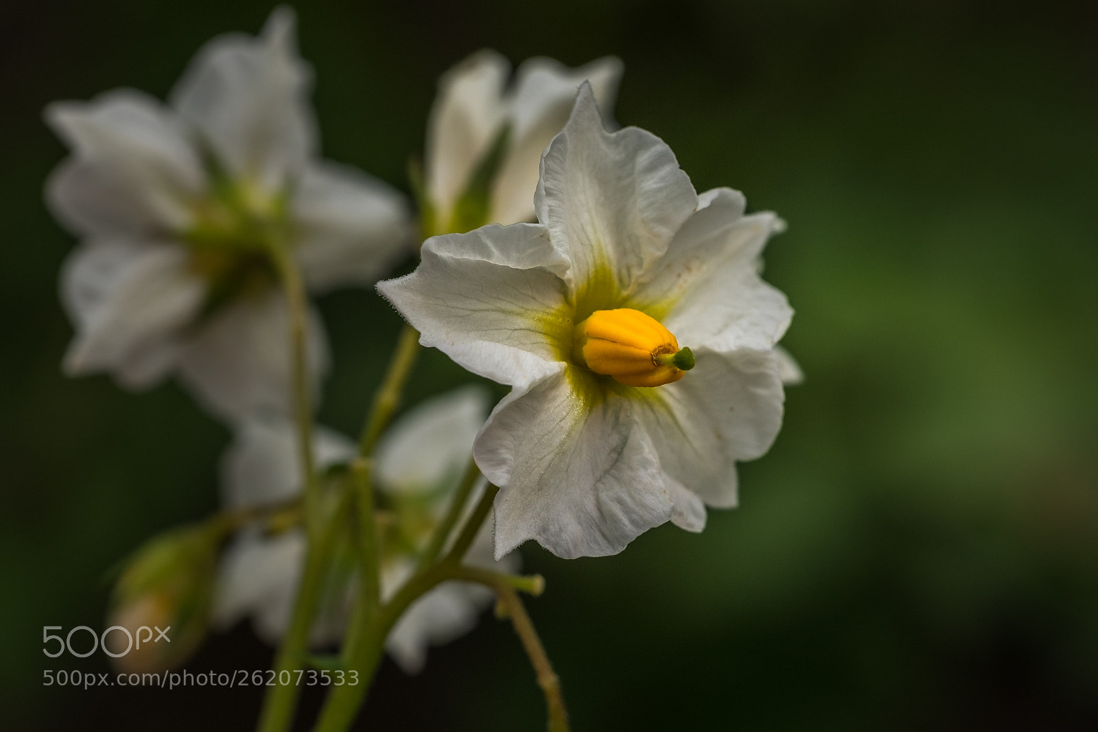 Fujifilm X-T1 sample photo. Bl te der kartoffel photography