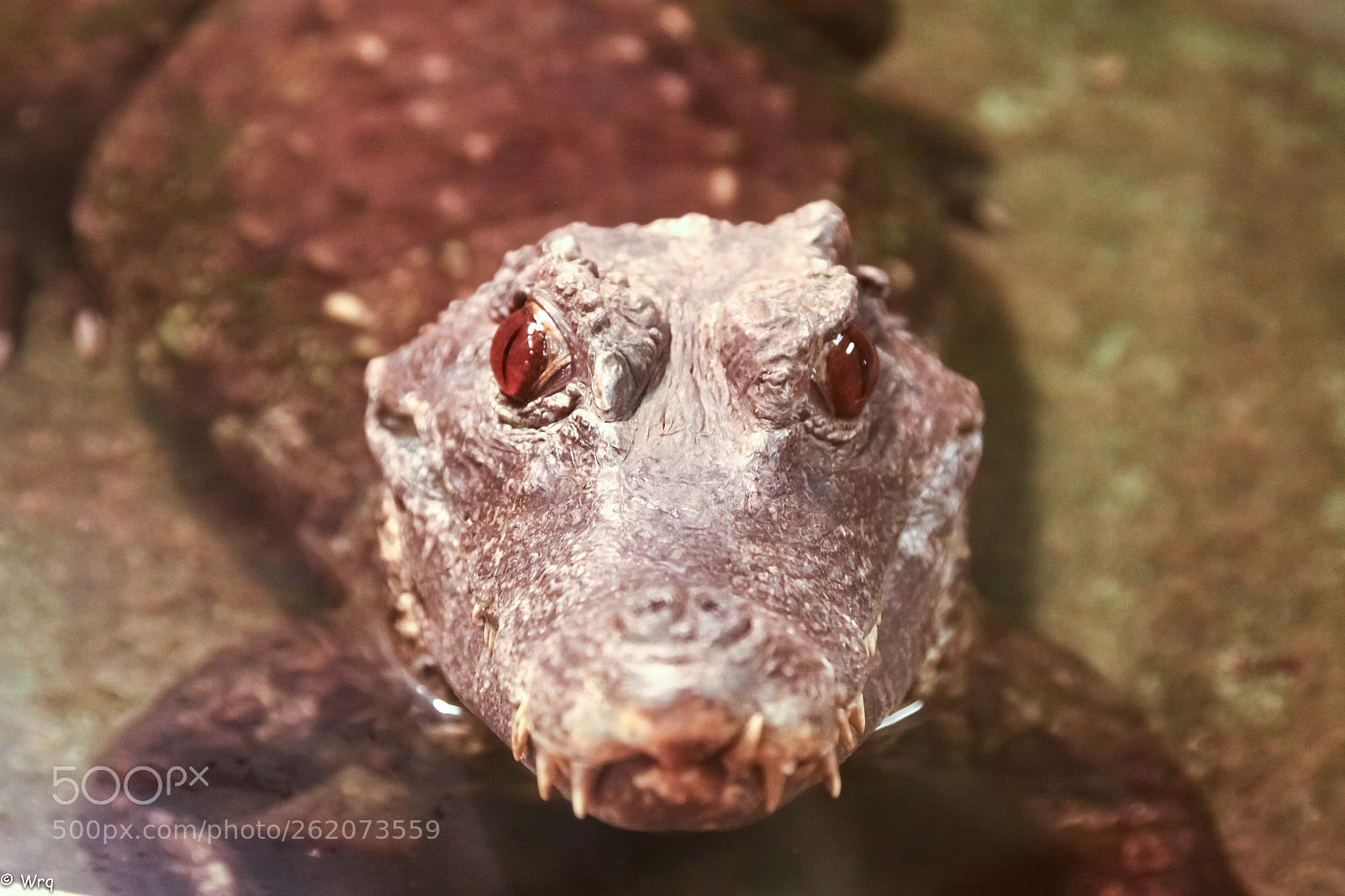 Canon EOS 50D sample photo. Krokodyl photography