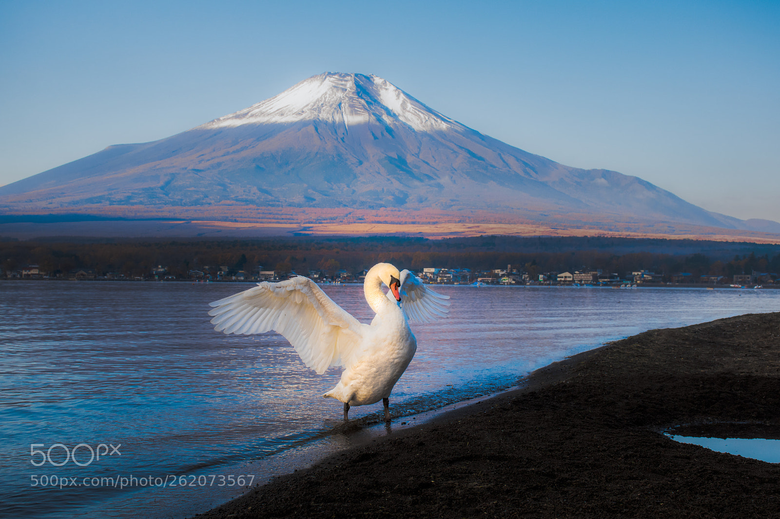 Nikon D5600 sample photo. White swan at lake photography