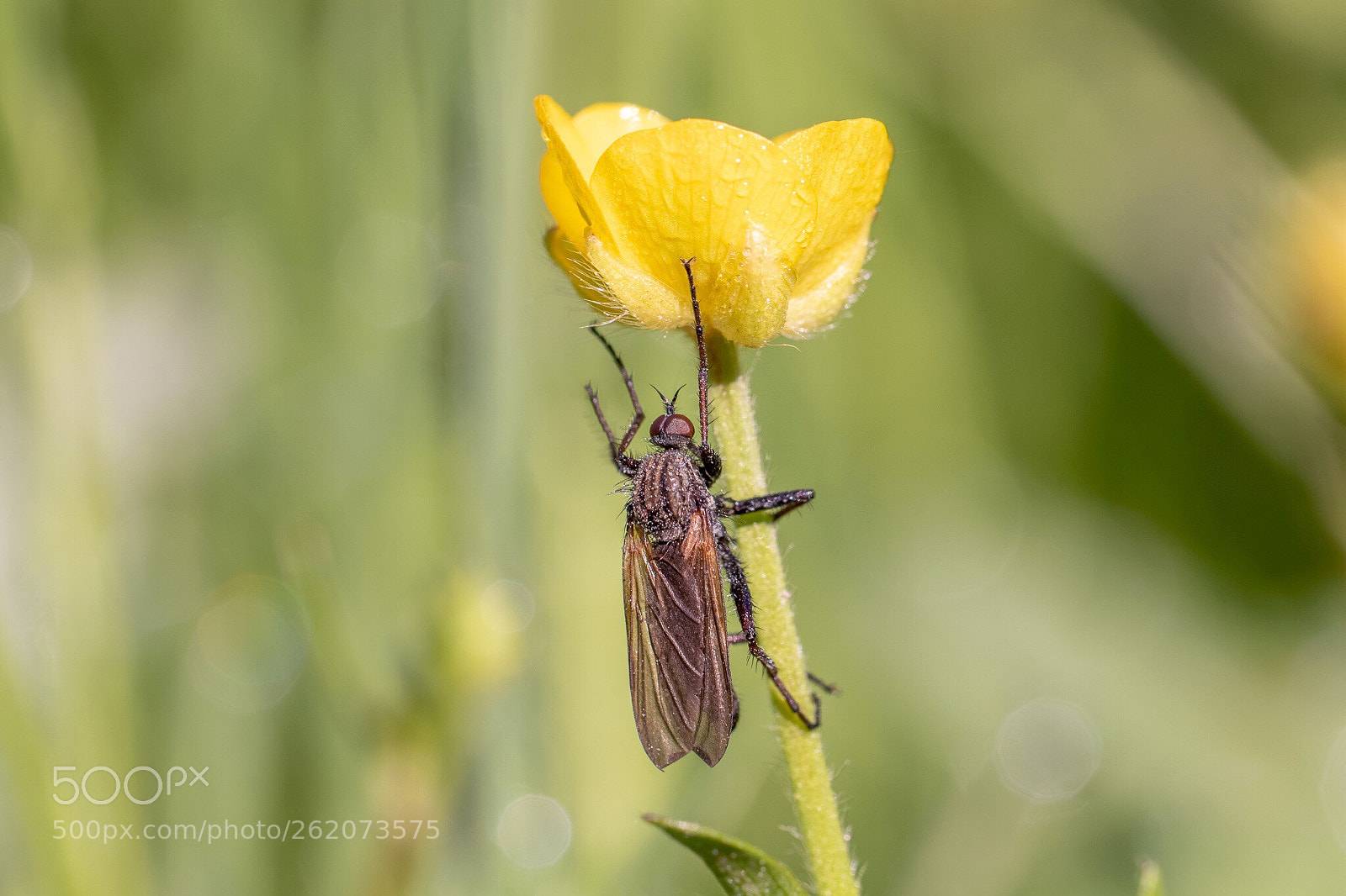 Canon EOS 7D Mark II sample photo. Fly photography