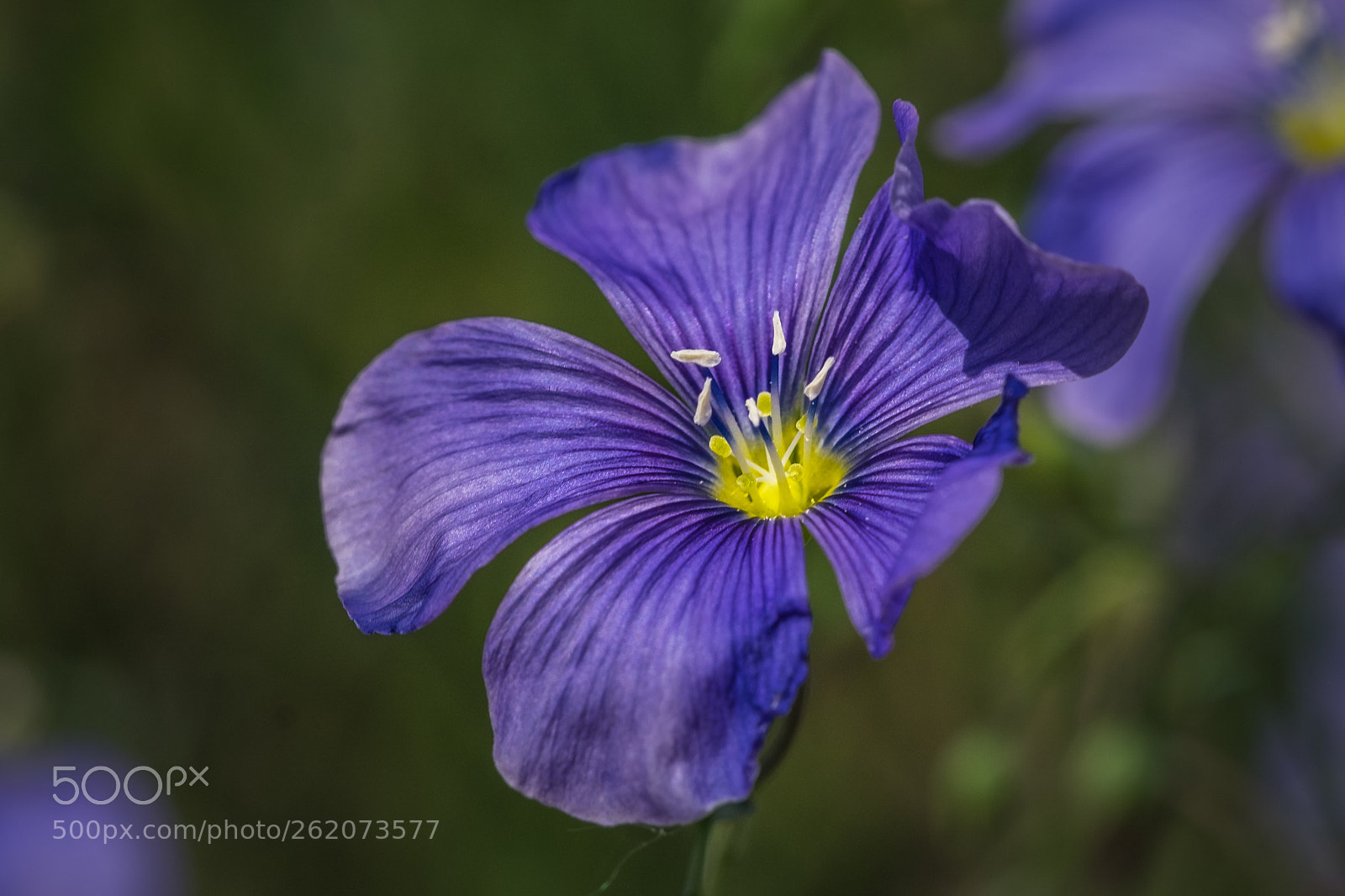 Fujifilm X-T1 sample photo. Gemeiner lein (linum usitatissimum) photography