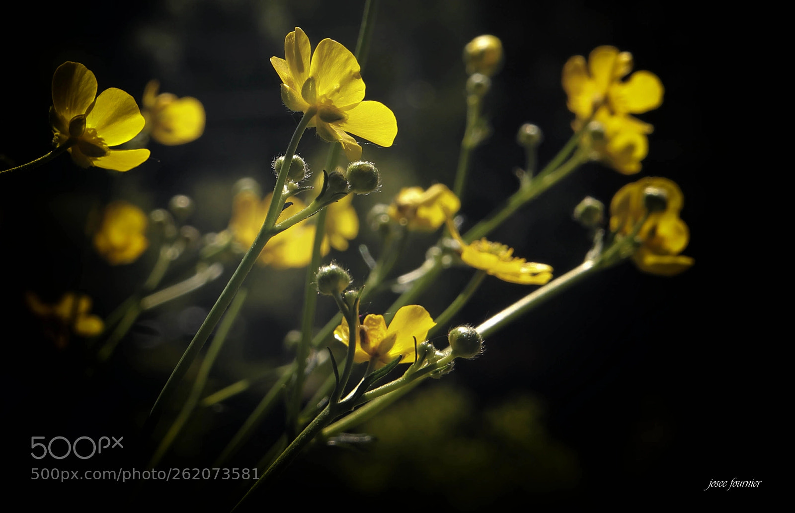Canon EOS 6D Mark II sample photo. Img photography