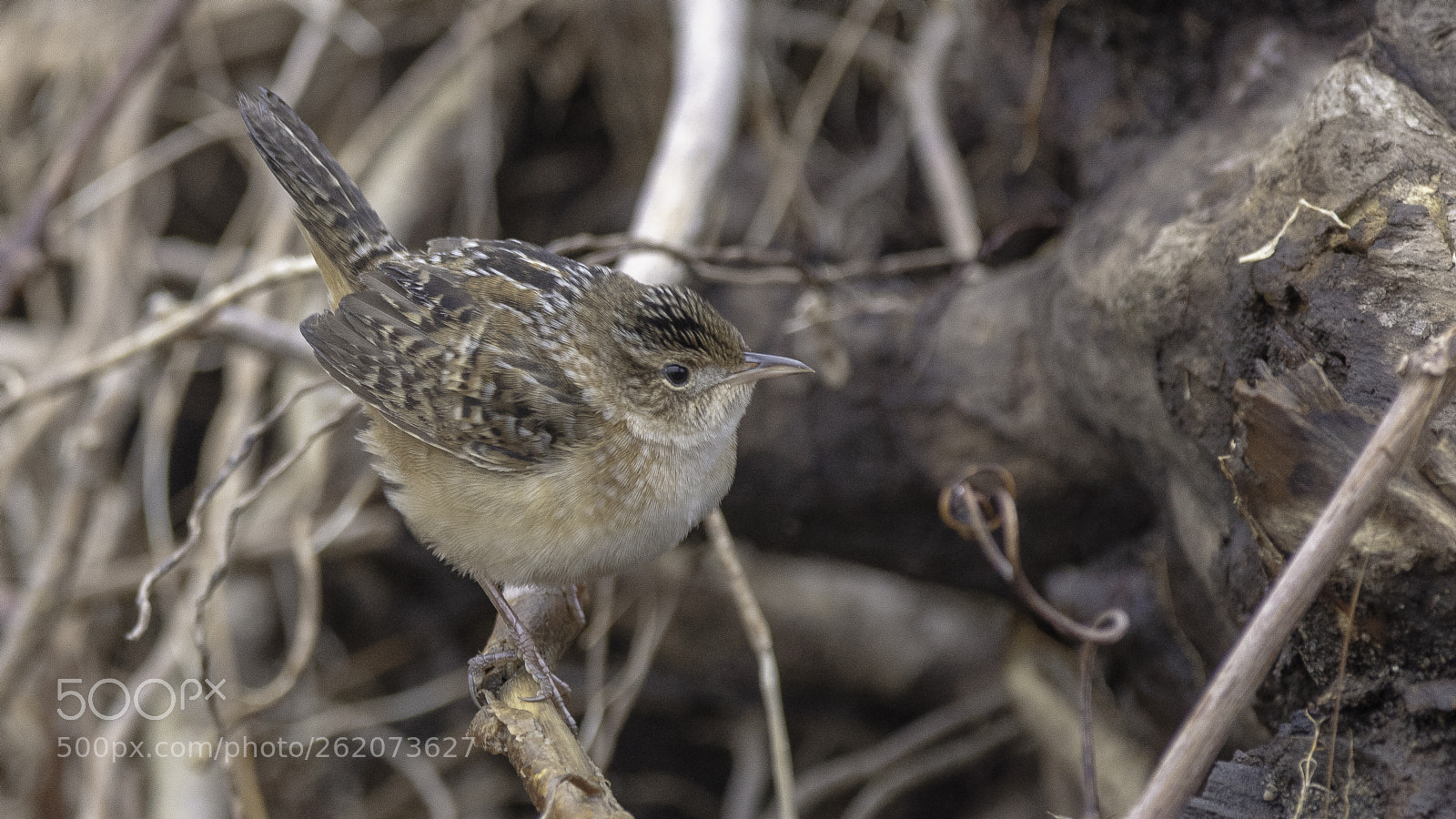 Canon EOS 5DS sample photo. Sedge wren photography