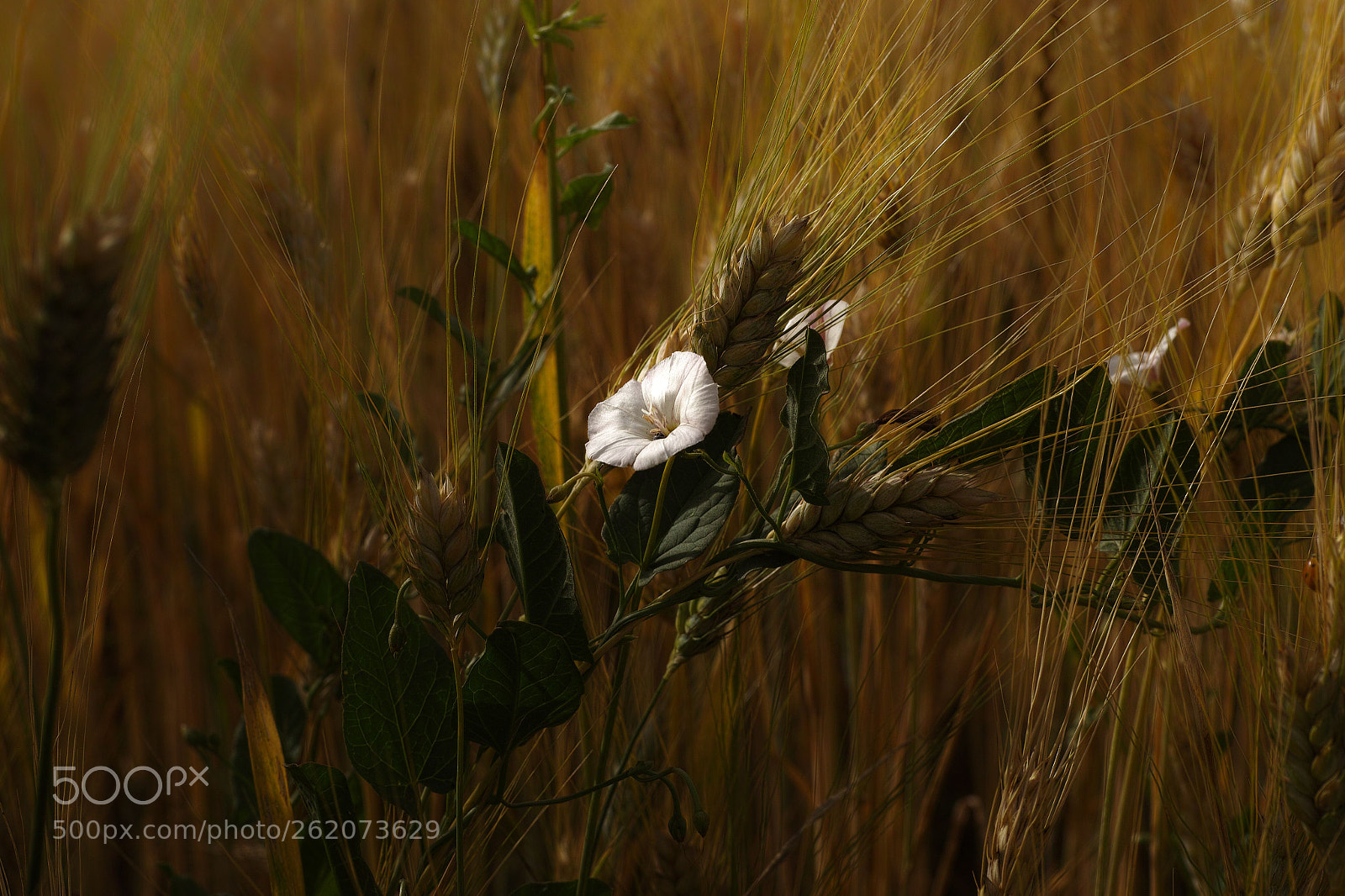 Sigma DP3 Merrill sample photo. Wheat and bearbind photography