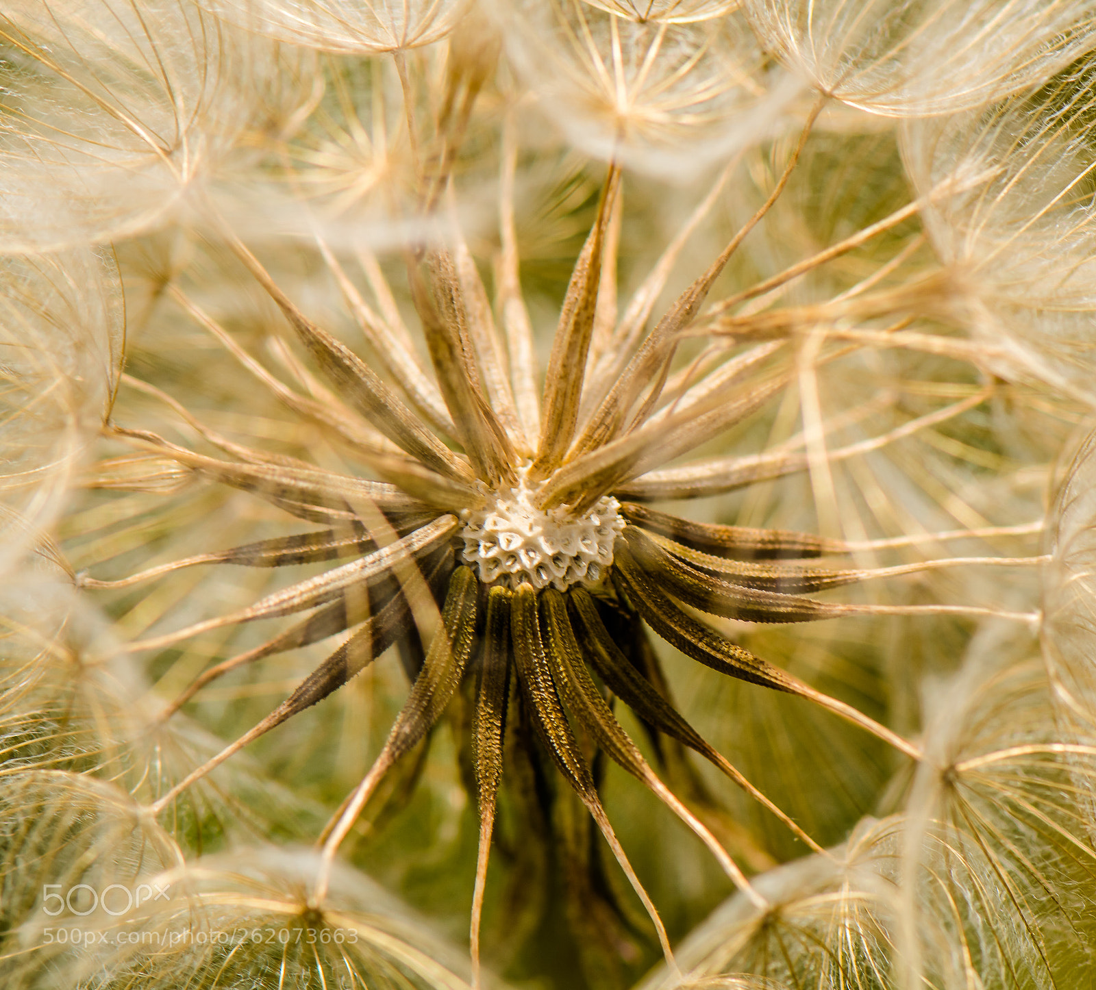 Nikon D500 sample photo. Dendelion photography