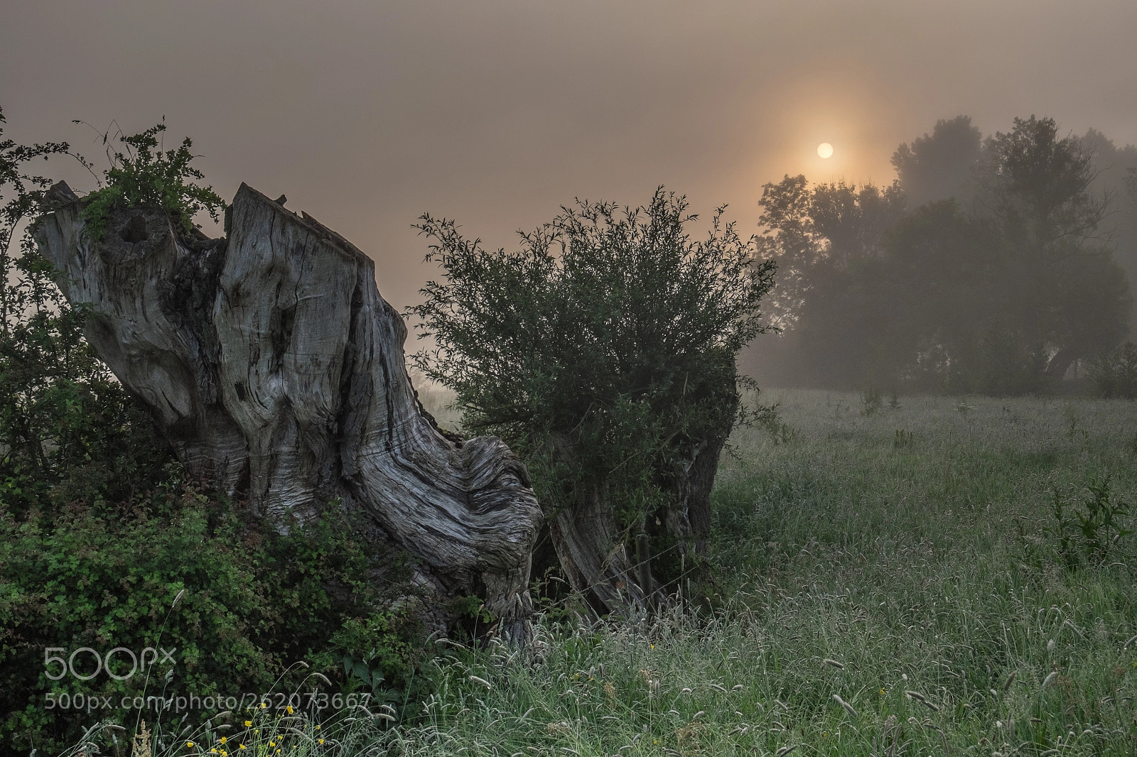 Fujifilm X-T10 sample photo. Du noueux dans le photography