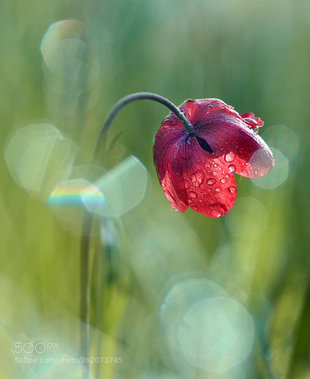 Nikon D7100 sample photo. Anemone photography