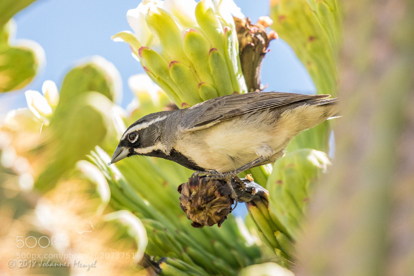 Canon EOS 7D Mark II sample photo. Cactus sparrow photography