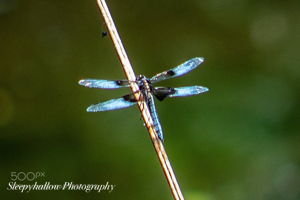 Canon EOS 1300D (EOS Rebel T6 / EOS Kiss X80) sample photo. Blue dragon fly wings photography