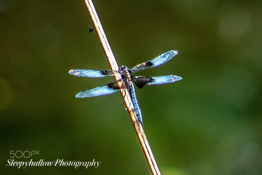 Canon EOS 1300D (EOS Rebel T6 / EOS Kiss X80) sample photo. Blue dragon fly wings photography