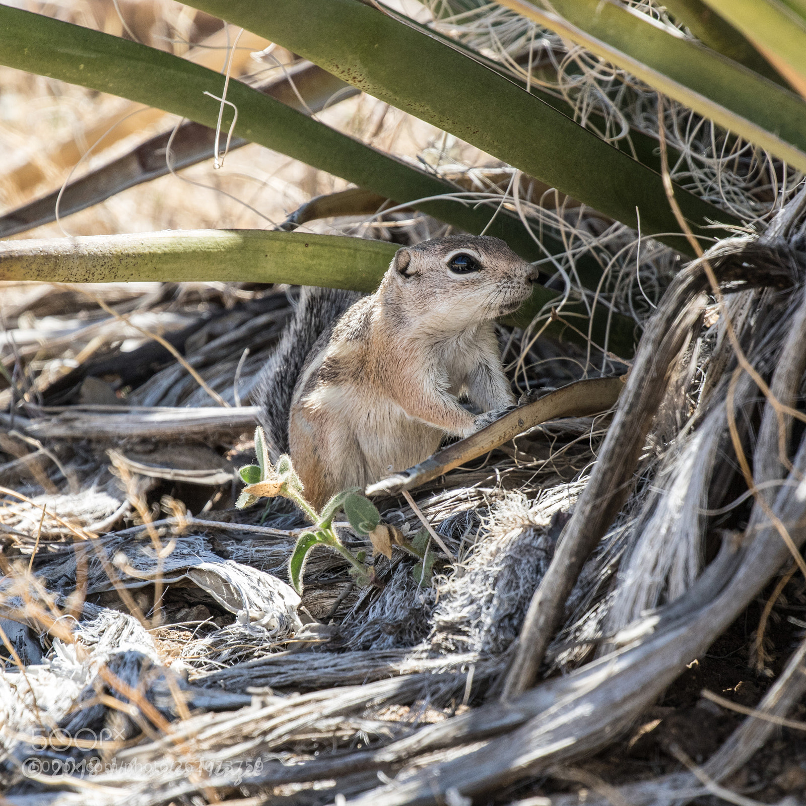 Canon EOS 7D Mark II sample photo. Antelope squirrel photography