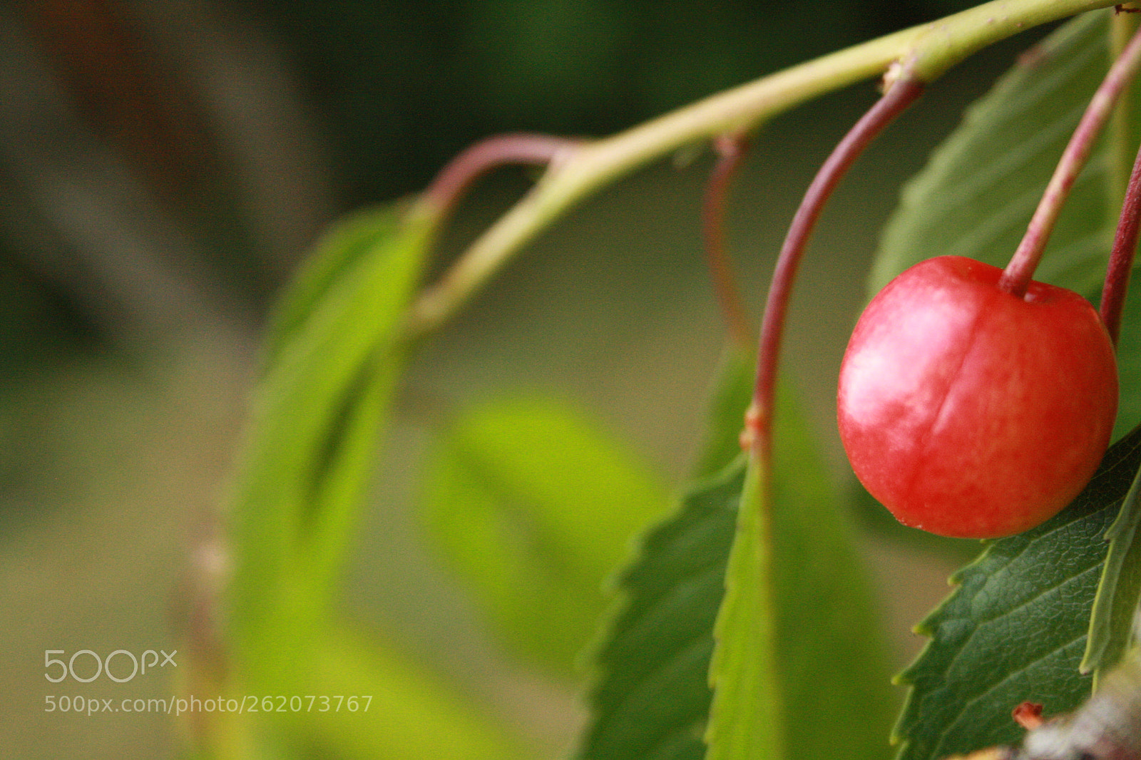 Canon EF-S 18-55mm F3.5-5.6 II sample photo. Lonely photography