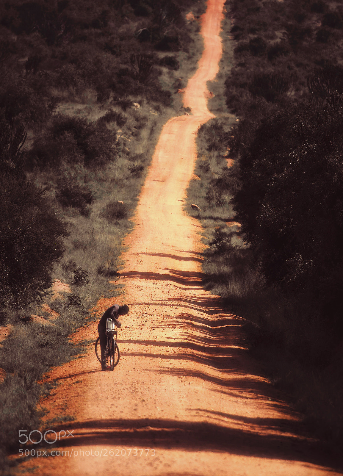 Nikon D850 sample photo. Country road photography