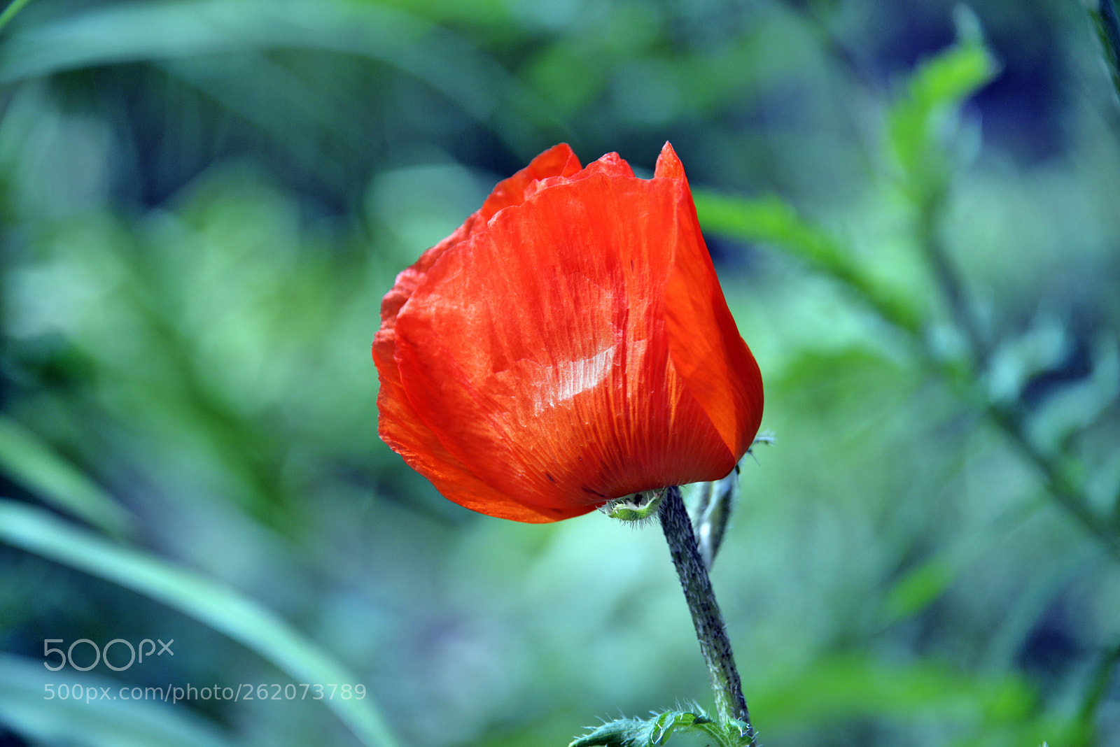 Nikon D610 sample photo. Red poppy photography