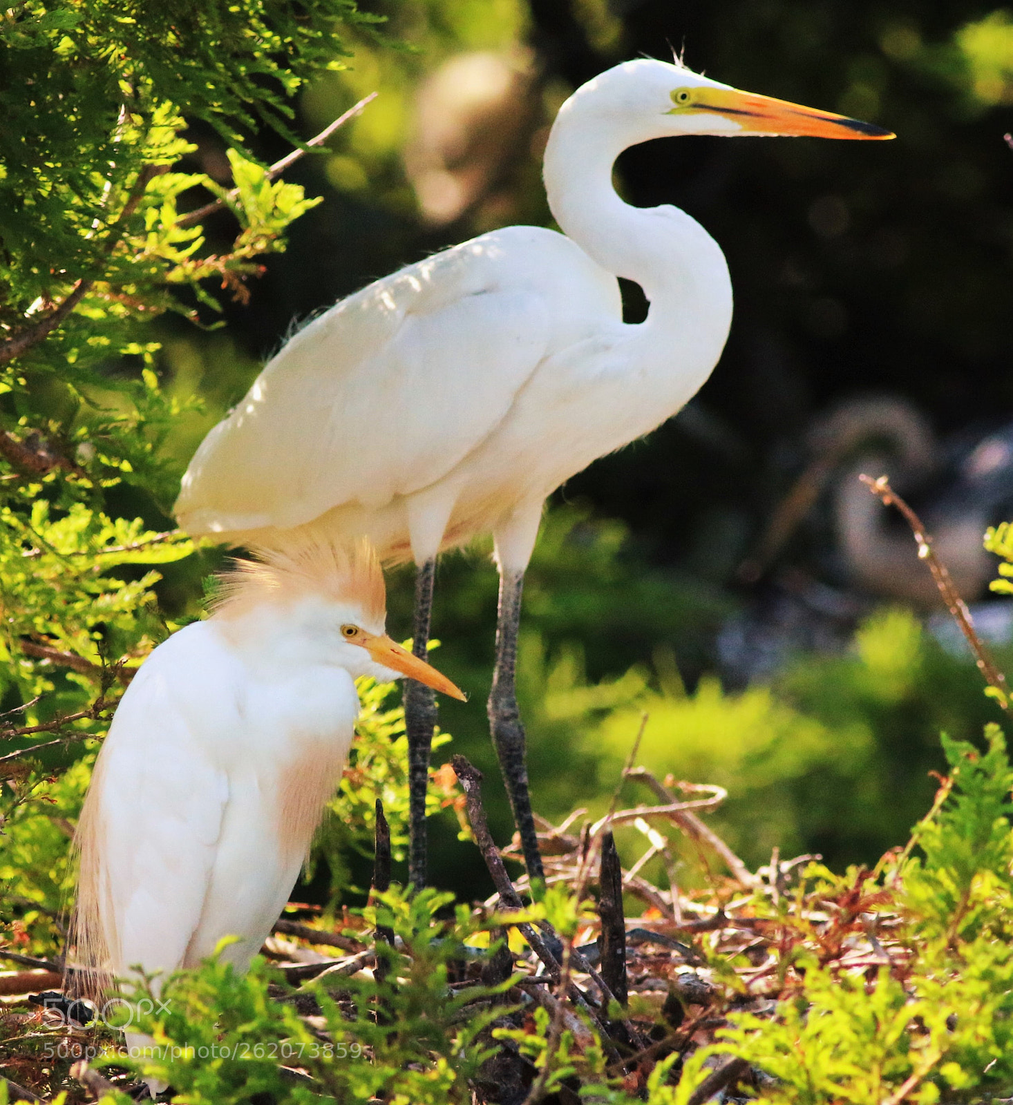 Canon EOS 70D sample photo. The long and short photography
