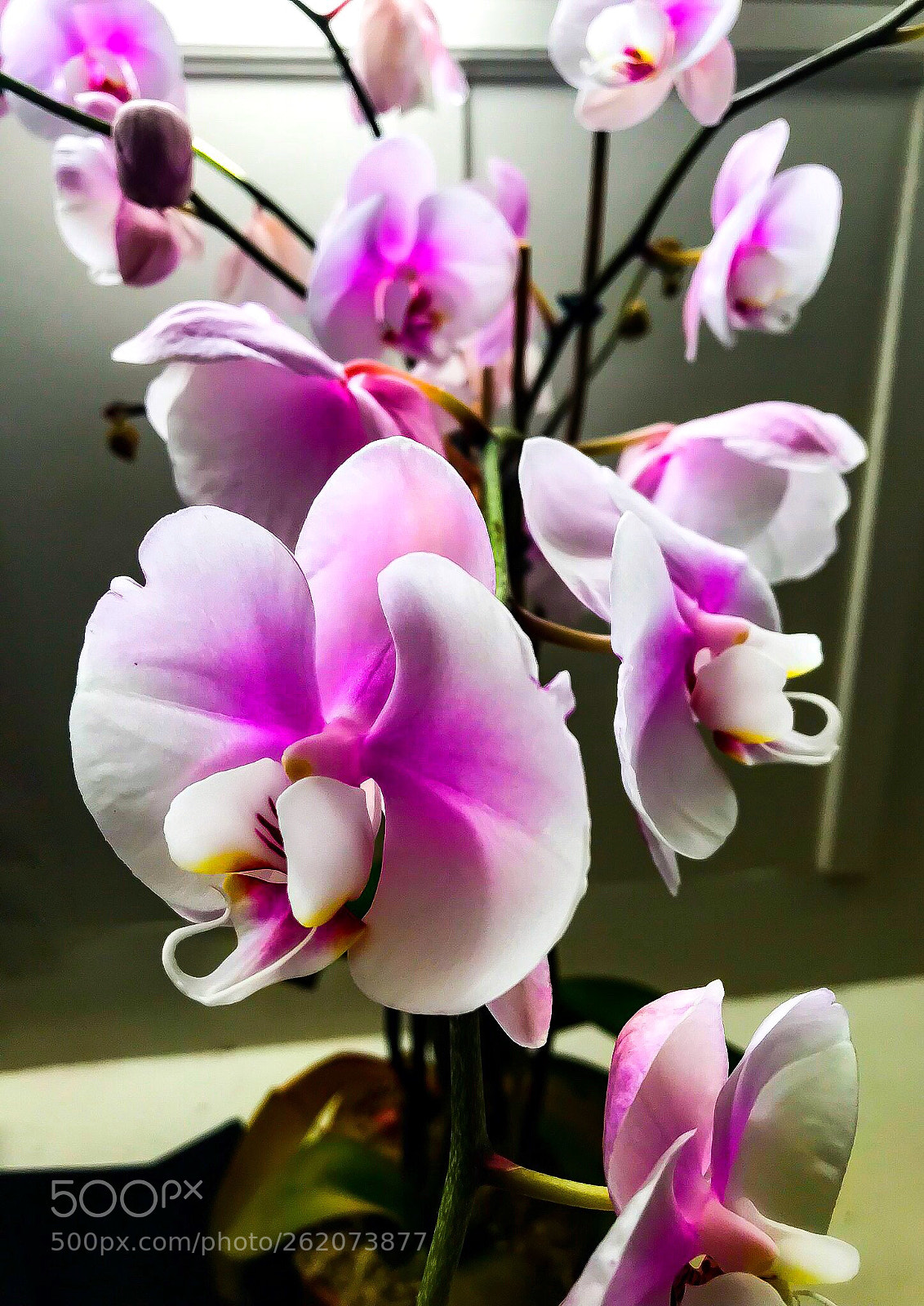 Apple iPhone 7 Plus sample photo. Untitled photography