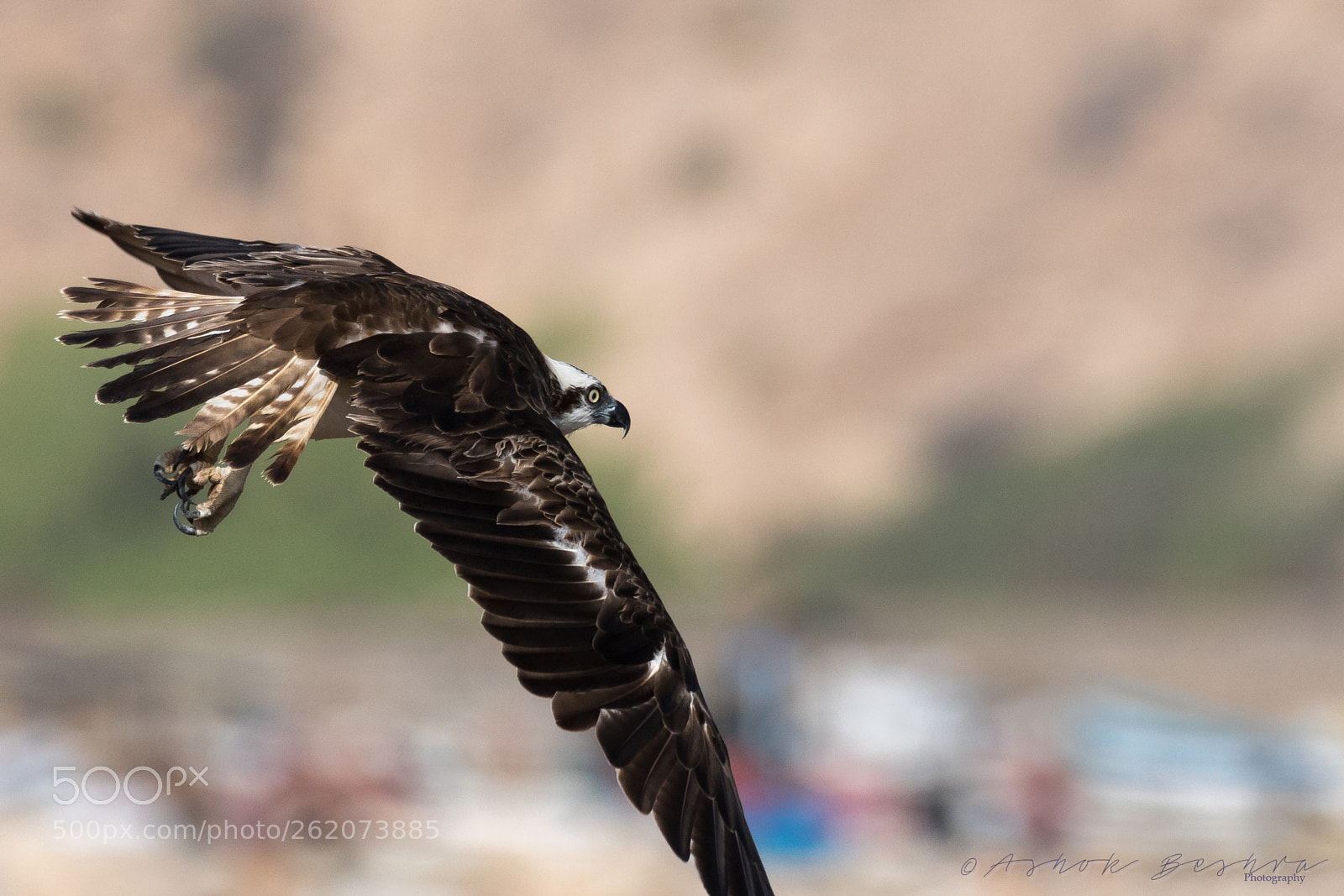 Nikon D500 sample photo. Watchful eye photography