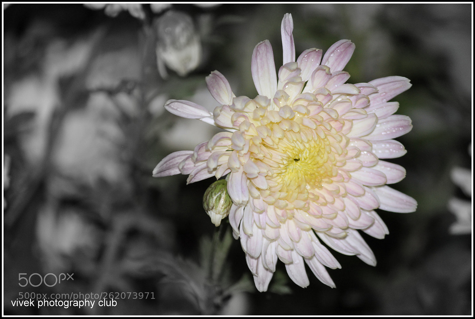 Canon EF-S 55-250mm F4-5.6 IS II sample photo. Untitled photography