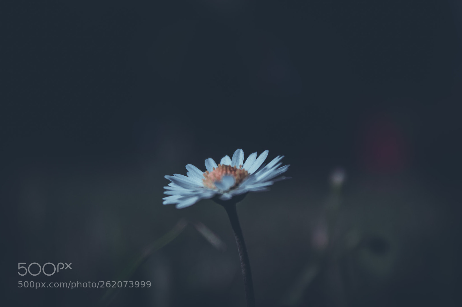 Canon EOS 1300D (EOS Rebel T6 / EOS Kiss X80) sample photo. Daisy in the dark photography