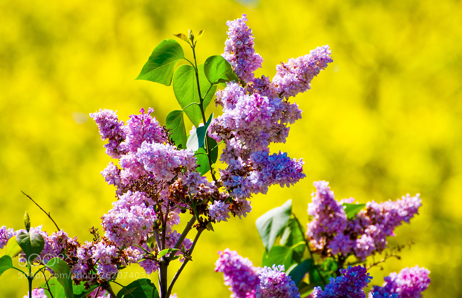 Nikon D5300 sample photo. Spring is here  photography