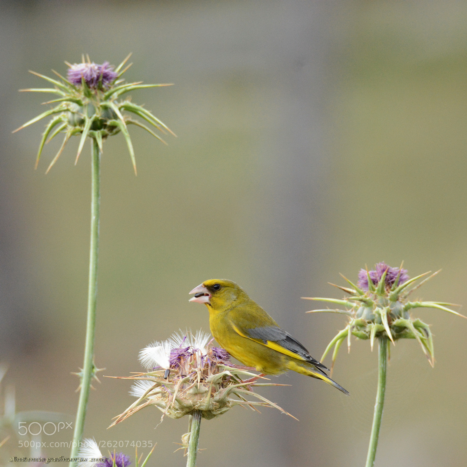 Sigma 150-600mm F5-6.3 DG OS HSM | S sample photo. Verderón photography