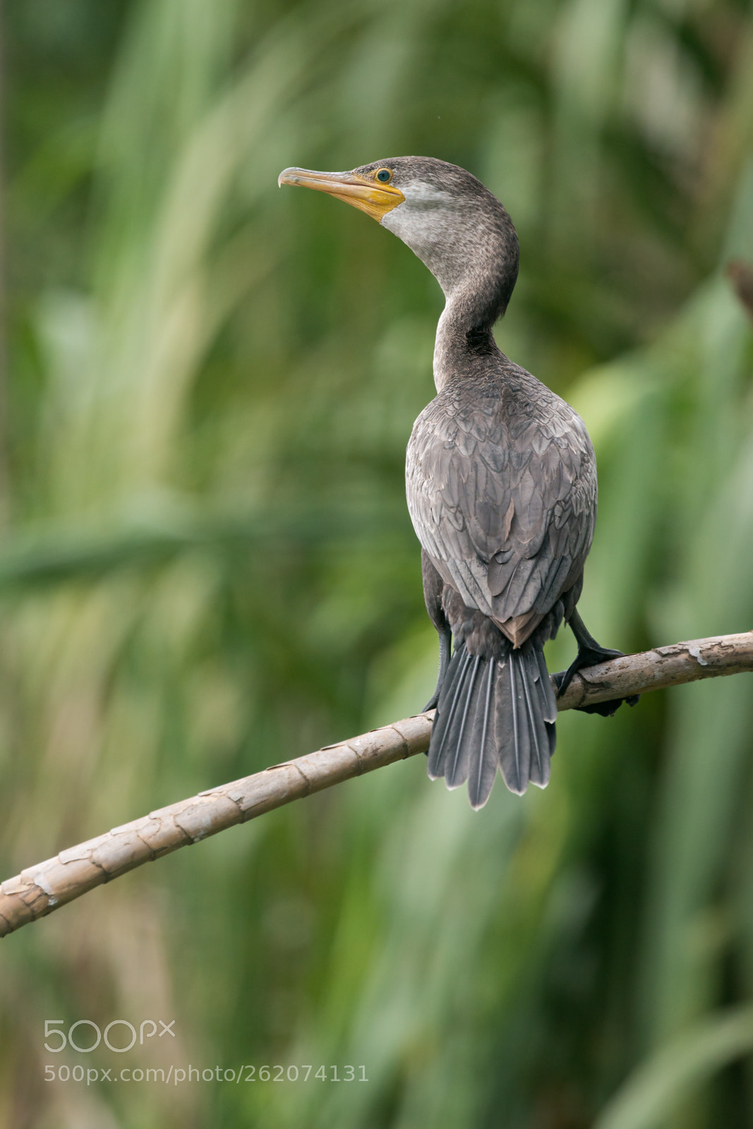 Nikon D800 sample photo. - phalacrocorax brasilianus - photography